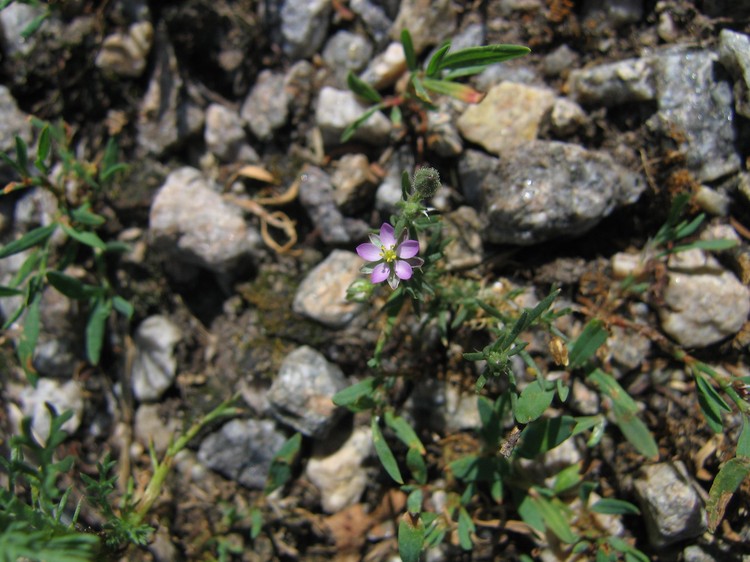 Spergularia rubra